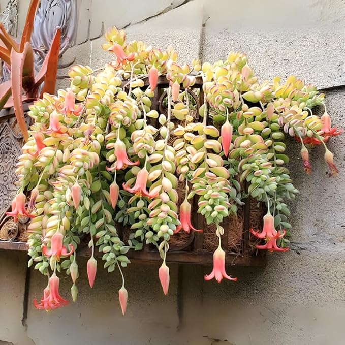 Cotyledon Pendens Succulent Plant Live – 6 Inch Pot | Rare Trailing Houseplant | Easy-Care Indoor Succulent