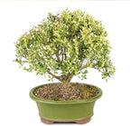 Brussel's Bonsai Live Harland Boxwood Bonsai Tree - Medium, 5 Years, 8 to 12 Inches Tall - Outdoor Bonsai Tree with Ceramic Bonsai Pot