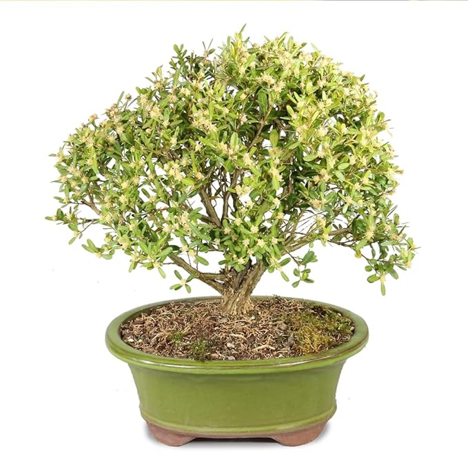 Brussel's Bonsai Live Harland Boxwood Bonsai Tree - Medium, 5 Years, 8 to 12 Inches Tall - Outdoor Bonsai Tree with Ceramic Bonsai Pot