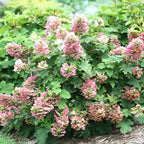 Hydrangea Live Plant, 6-12 Inch Tall, Hardy Flowering Shrub in 2.5" Pot, Outdoor Garden Hydrangea Bush (Ruby Hydrangea)