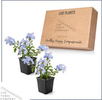 Live Hardy Plumbago 2-Pack – Blue Flowers – Sun Groundcover Perennial, Late Summer Color, 10” Tall, 1 Qt Pot