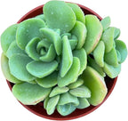 Sprout N Green Aeonium Lily Pad, Live Succulent Plant Fully Rooted in 4" Pot, Home Office Indoor Outdoor Wedding Decoration DIY Projects Party Favor, Easy to Care, Pet Friendly