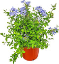 Plumbago Plant Imperial Blue - Live Flowering Plant - Overall Height 20" to 24", 3 Gallon Pot - Tropical Plants of Florida