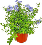 Plumbago Plant Imperial Blue - Live Flowering Plant - Overall Height 20" to 24", 3 Gallon Pot - Tropical Plants of Florida