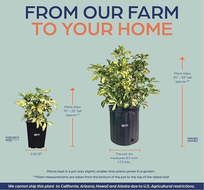 Nature's Way Farms Arboricola Trinette Live Plant in 2 Quart Grower Pot