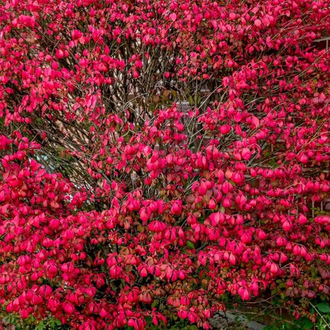 Dwarf Burning Bush Plant Live, 12-18" Tall, in Gallon Pot, Hardy Burning Bush Shrub for Outdoor Landscaping, No Ship to NY, NH, MA, VT