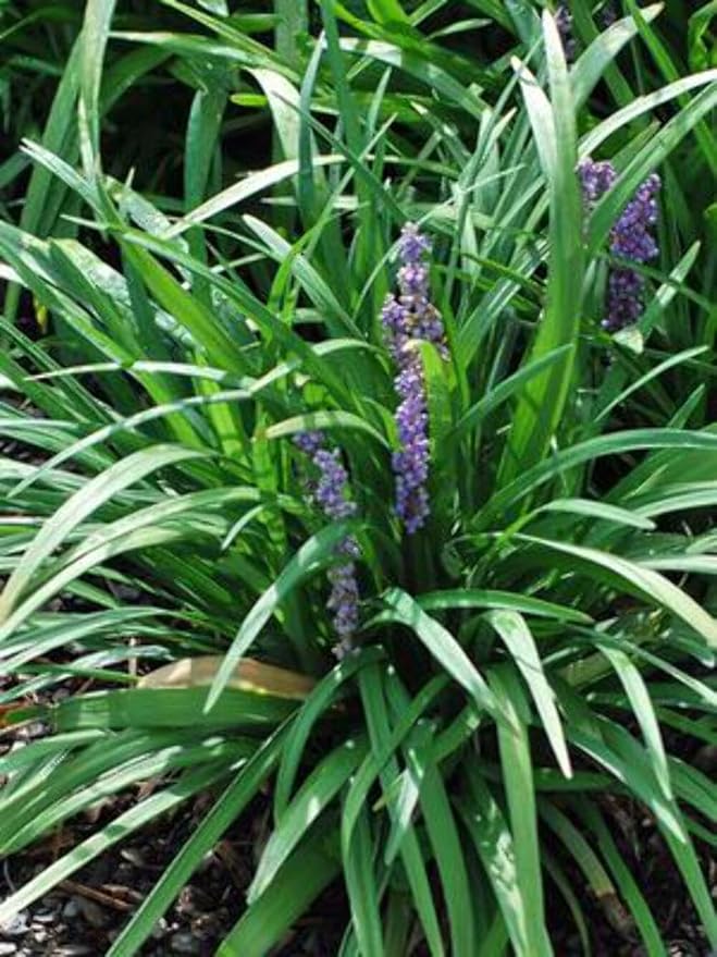 Perennial Farm Marketplace Liriope muscari ‘Royal Purple’ (Lilyturf) Live Plant, Size-4" Pot, Deep Purple Late Summer Flowers