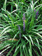 Perennial Farm Marketplace Liriope muscari ‘Royal Purple’ (Lilyturf) Live Plant, Size-4" Pot, Deep Purple Late Summer Flowers