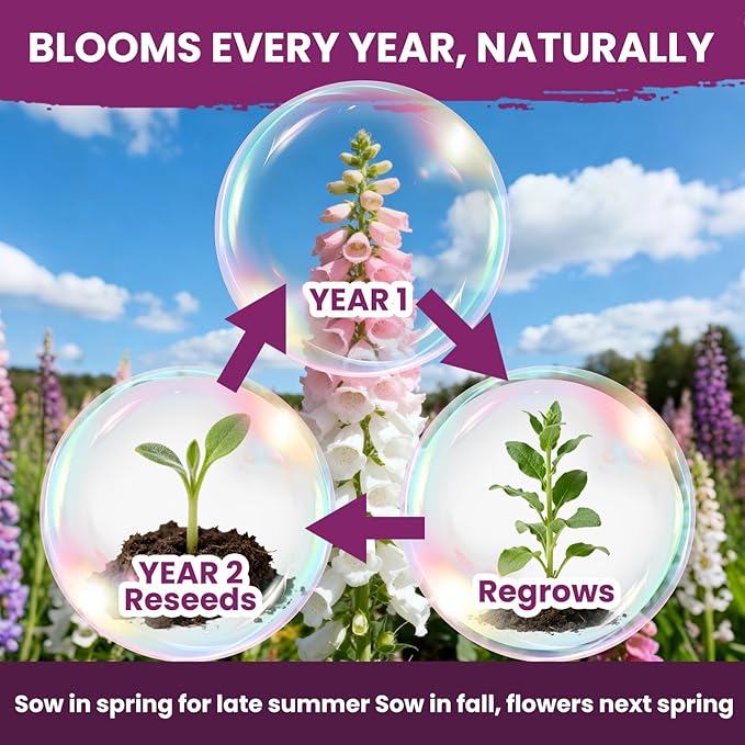 Foxglove Seeds Perennial – Mixed Colors, 200,000+ Seeds Bulk Pack for Easy-to-Grow Home Gardening, Tall Spire Blooms for Garden Borders, Attract Hummingbirds & Bees