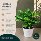 Calathea Network Live Plant - Indoor House Plant, Prayer Plant Live for Air Purifier, Unique Plants Live Houseplants for Plant Gift, Rare Calathea