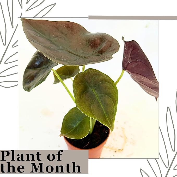 Alocasia Live Plant Starter Pack in 2" Pot - Variety Pack of 5 - Pet Safe Easy to Grow Air Purifying Indoor House Plants Flowers for Home Office Wedding Decor & Birthday Gift (Heat Pack Included)