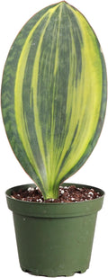 Thorsen's Greenhouse Live Variegated Whale Fin Snake Plant, Low Light, Collector Houseplant, 4-inch Diameter Mature Plant