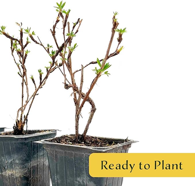 4 Goldfinger Potentilla – Compact Flowering Shrub with Golden Blooms for Borders, Accents & Containers (Potentilla fruticosa ‘Goldfinger’) in 3.5” Cubes, Live Plants