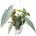 Begonia White Ice Live Plant in 4.5-Inch Hanging Pot - Elegant Tropical Houseplant with Shimmering Silver Leaves - Air Purifying Indoor Plants for Home Office Wedding Decor & Gift (Heat Pack Incuded)