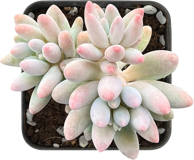 Sprout N Green Pachyphytum 'Machucae' Baby Finger, Live Succulent Plant Fully Rooted in 2" Pot, House Plant for Indoor Outdoor Home Office Wedding Decoration Party Favor