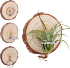 Magnetic Air Plant Holder, Natural Wood Slices Refrigerator Magnet Live Air Plant Holders, Modern Farmhouse Wall Decor for Living Room Bedroom Kitchen Office Home Garden (3 Pack)