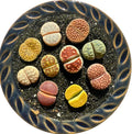 Live Lithops Succulent Plants, 10 Pcs, Rainbow Colorful Variety, Random Pick, Bare Root Without Pot & Soil, Indoor Office Desk Decoration, Plant Lovers Gifts