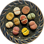 Live Lithops Succulent Plants, 10 Pcs, Rainbow Colorful Variety, Random Pick, Bare Root Without Pot & Soil, Indoor Office Desk Decoration, Plant Lovers Gifts