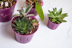 rePotme Orchid Pot Growers Assortment (8 Slotted Clear Orchid Pots - 2 Each of 3, 4, 5, 6 Inch) - Premium Orchid Planters, Orchid Pots with Holes for Repotting