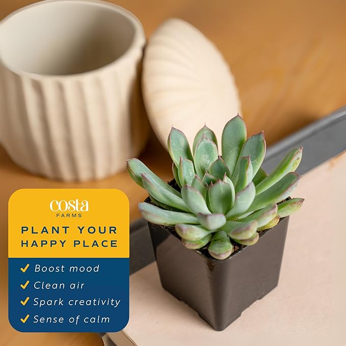 Costa Farms Succulents, Live Succulent Plants (18-Pack) Assorted Grower's Choice Live House Plants, Nursery Planter Pots, Potting Soil Mix, Bulk Gift for Baby Shower, Bridal Shower, DIY, Party Favors