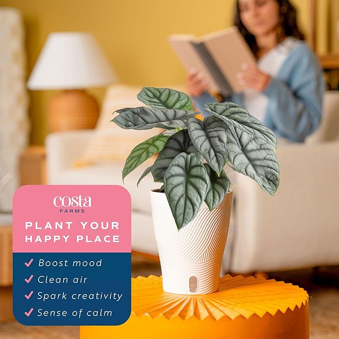 Costa Farms Alocasia Silver Dragon Live Plant in Self Watering Pot, Indoor Houseplant Perfect for Home, Room, or Office Decor, Great House Warming or Birthday Gift, 12-16 Inches Tall