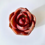 Succulent Plants Live – Echeveria Red Lantern with Plant Care Tools, Compact Easy Care Houseplant for Indoor & Outdoor Display