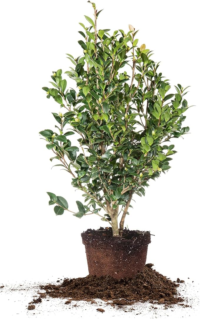 Perfect Plants Yuletide Camellia Bush 3 Gallon | Live Shrub for Outdoor Planting | Beautiful Early Spring Flowers | Red Flower with Yellow Center