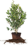 Perfect Plants Yuletide Camellia Bush 3 Gallon | Live Shrub for Outdoor Planting | Beautiful Early Spring Flowers | Red Flower with Yellow Center