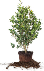 Perfect Plants Yuletide Camellia Bush 3 Gallon | Live Shrub for Outdoor Planting | Beautiful Early Spring Flowers | Red Flower with Yellow Center