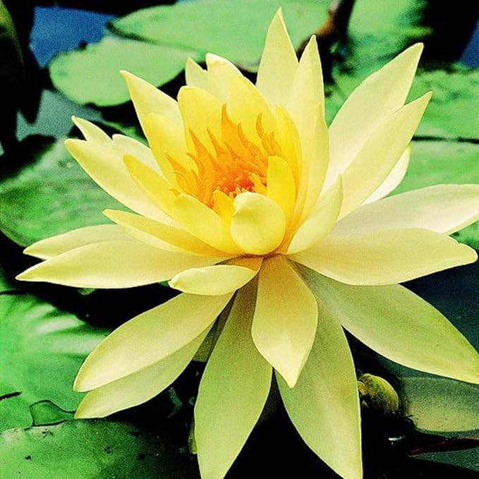 Live Aquatic Plant Yellow Nymphaea Mungkala Ubon Hardy Water Lilies Tuber for Aquarium Freshwater Fish Pond by Greenpro