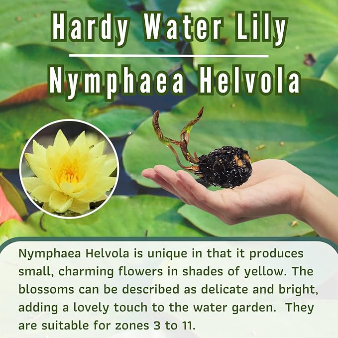 Mainam Mix Colorful Hardy Water Lily Tuber Live Aquarium Plant for Freshwater Fish Pond Balcony Buy 2 GET Fertilizer Free (Yellow Nymphaea Helvola)