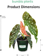 Bumble Plants Begonia Maculata Live Plant [Winter Thermal Packaging Included] | Polka Dot Angel Wing Indoor Plant | Air-Purifying Benefits, and Easy Care Houseplant | Low Light Indoor Plants