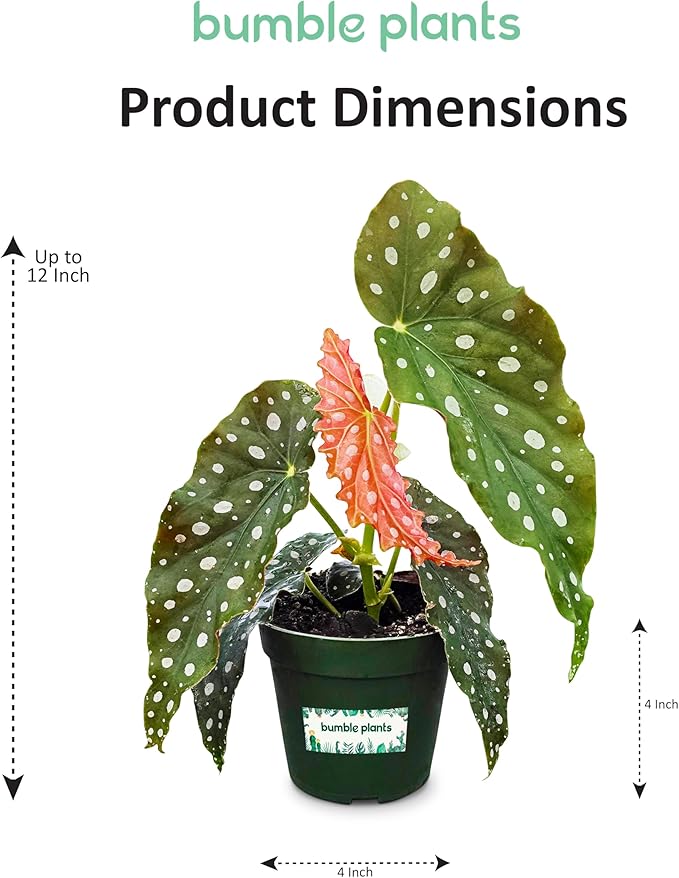 Bumble Plants Begonia Maculata Live Plant [Winter Thermal Packaging Included] | Polka Dot Angel Wing Indoor Plant | Air-Purifying Benefits, and Easy Care Houseplant | Low Light Indoor Plants