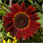 Seed Needs Moulin Rouge Sunflower Seeds for Planting Red Sunflowers - F1 Hybrid Deep Burgundy Flowers Perfect for Bouquets & Floral Arrangements as a Cut Flower (1 Pack)