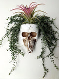 Resin Air Plant Holders,Tilandsia Container,Gothic Skeleton Planter,Halloween Plant Pot,Tillandsia Pot, Skull Table Top Display Planters for Air Plants and Other Mini Plants (White No.1, 7*5*3.2'')