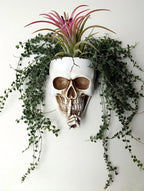 Resin Air Plant Holders,Tilandsia Container,Gothic Skeleton Planter,Halloween Plant Pot,Tillandsia Pot, Skull Table Top Display Planters for Air Plants and Other Mini Plants (White No.1, 7*5*3.2'')