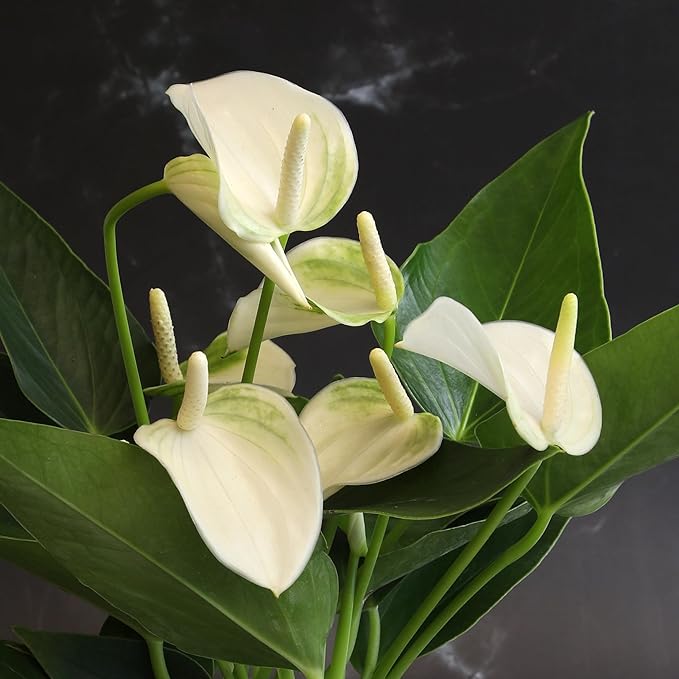 White Anthurium Live Sympathy Plant (Approx 11-14" Tall), Easy to Grow Flowering Houseplant in 4" White Decor Pot by Plants for Pets