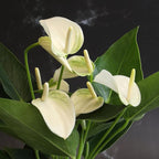 White Anthurium Live Sympathy Plant (Approx 11-14" Tall), Easy to Grow Flowering Houseplant in 4" White Decor Pot by Plants for Pets