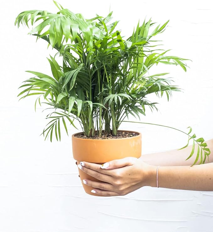 Neanthe Bella Palm (4" Grower Pot) - Air Purifying and Live Healthy Houseplant - Easy to Grow, Easy to Care Indoor Houseplant for Home and Office Decor