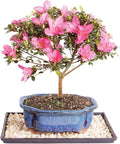 Brussel's Bonsai - Live Satsuki Azalea Bonsai Tree with Bonsai Pot and Humidity Tray, Outdoor Flowering Bonsai Tree Live Plant, 6 Years Old, 8-10 Inches Tall, Easy Care Plant (Medium)