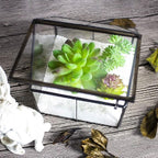 Ferrisland Glass Plant Terrarium Container Wardian Case Indoor Small Succulent Terrarium Planter w/Door for Tabletop Decor DIY - 4.9"x4.3"x4.3"