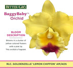 Better-Gro Cattleya Hybrid RLC. Goldenzelle 'Lemon Chiffon’, 4" Live Plant, Blooms in 6-12 Months with Proper Care, Yellow and Pink Lip, Fragrant, Hand-Selected by Master Growers
