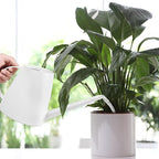 Watering Can - for Indoor and Outdoor House Plant Garden - with Long Spout - 1/2 Gallon - White