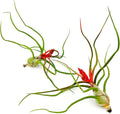 ragnaroc Air Plants - Flowering Tillandsia Bulbosa Belize, Giant 7-9" - 2ct - Live Arrival Guaranteed - House Plants for Home Decor & Gift