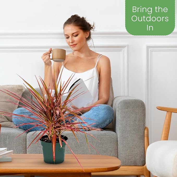American Plant Exchange Dracaena 'Colorama' – 6-Inch Pot – Live Colorful Houseplant with Pink and Green Striped Foliage, Easy Care Indoor Plant for Desks, Shelves & Home or Office Décor