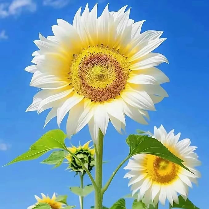Mix Sunflower Seeds to Plant, 100+pcs Rare Perennial Sunflower Flower Seeds for Planting, Non-GMO Heirloom Flowers Plants Attracts Pollinators for Home Garden Outdoors