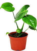 9GreenBox Split Leaf Philodendron 6" Pot - Monstera - Edible Fruit Tastes Like Pineapple