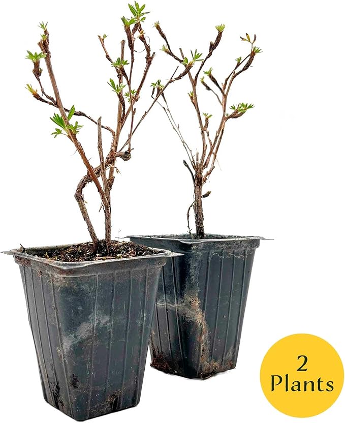 2 Goldfinger Potentilla – Compact Flowering Shrub with Golden Blooms for Borders, Accents & Containers (Potentilla fruticosa ‘Goldfinger’) in 3.5” Cubes, Live Plants