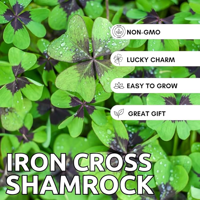 Iron Cross Shamrock Bulbs for Planting - Fast Growing Year Round Color Indoors or Outdoors - Oxalis Shamrock Bulbs for Good Luck (5 Bulbs)