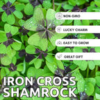 Iron Cross Shamrock Bulbs for Planting - Fast Growing Year Round Color Indoors or Outdoors - Oxalis Shamrock Bulbs for Good Luck (5 Bulbs)